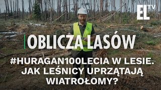 Huragan100lecia w lesie Jak leśnicy uprzątają wiatrołomy  Oblicza lasów 34 [upl. by Herv]