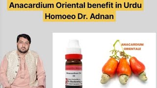 Anacardium Ori Benefits In Urdu  Homoeopathic Medicine Anacardium Ori Uses In Hindi [upl. by Akimik]