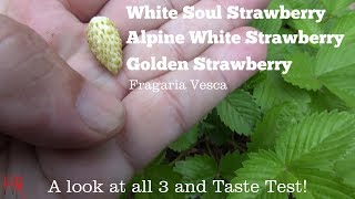 ⟹ White Soul Alpine and golden wonder Strawberries  Fragaria vesca  Strawberry Review [upl. by Aivart]