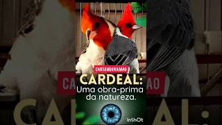 UM DOS PASSAROS MAIS BONITOS DO BRASIL passaros galodecampina birds [upl. by Leventis25]