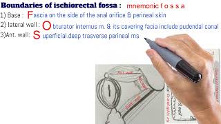 ischiorectal fossa content and boundaries made easy [upl. by Raffaj5]