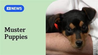 Muster Dogs kelpie puppies on News Breakfast  ABC News [upl. by Yorgo]