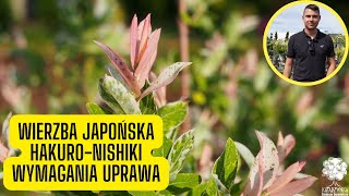 Wierzba japońska Hakuro nishiki – wymagania uprawa i cięcie roślina o różowych przyrostach [upl. by Newby368]