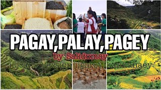 PAGAYPALAYPAGEYRICE bySALIDUMAY ILOCANO VERSIONIGOROTKANKANAEY [upl. by Nnylharas23]