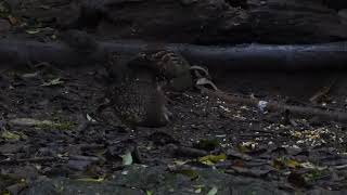 Greenlegged Partridge Tropicoperdix chloropus Kaeng Kachan Thailand 20 Sept 2024 22 [upl. by Bowler689]