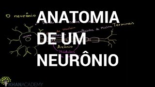 Anatomia de um neurônio  Biologia  Khan Academy [upl. by Hnaht]