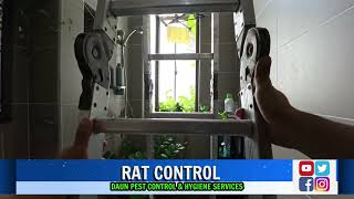 RAT CONTROL AT BUKIT JELUTONG SHAH ALAM  DAUN PEST CONTROL SERVICES [upl. by Vivianna]