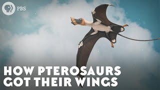 How Pterosaurs Got Their Wings [upl. by Nanahs]