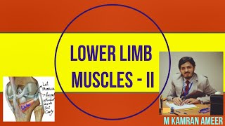 Lower Limb Muscles II  Attachment Innervation Action  Popliteal Fossa Muhammad Kamran Ameer [upl. by Johst]