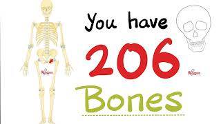 Lets Count the 206 Bones of the Human Skeleton  Biology Anatomy and Physiology [upl. by Pitts]