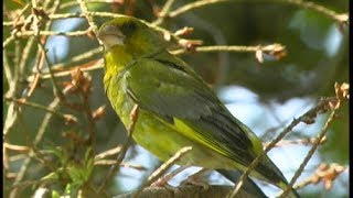 Verdier dEurope European Greenfinch Grünling  Carduelis chloris [upl. by Adnik245]