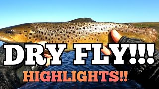 Brown TROUT FISHING BEAUTIFUL FISH CAUGHT fishing flyfishing trout [upl. by Phaedra]