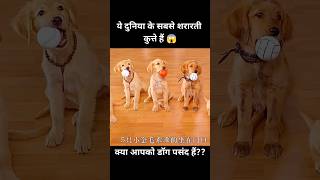 ये दुनिया के सबसे शरारती कुत्ते हैं 😱  short dog movie recap [upl. by Ytram]