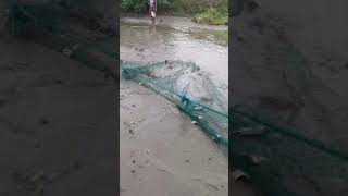 Fishpond letsgofishing fishing frestfist tilapia [upl. by Timmons478]