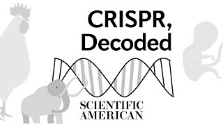 Decoded What is CRISPR and how does it work [upl. by Nagah]