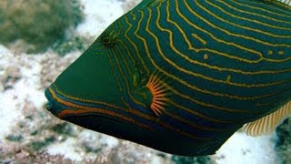 Balistapus undulatus  Undulate Triggerfish Orangelined Triggerfish  Спинорог оранжевополосый [upl. by Redwine]