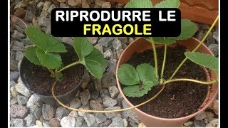 MOLTIPLICARE LE FRAGOLE [upl. by Lsiel912]