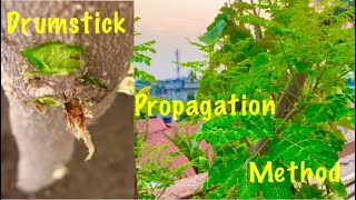 How To Grow Drumstick Tree MoringaSahjan From Stem Cutting  Drumstick Tree Propagation Method [upl. by Yeclek]