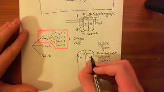 Calcium Sparklets Sparks and Skraps [upl. by Regor]