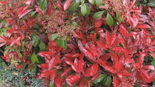 Photinia red robin spring or summer trim  prune [upl. by Eioj207]