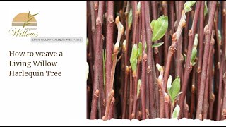 Creating a living willow harlequin tree  Musgrove Willows [upl. by Ettenay]