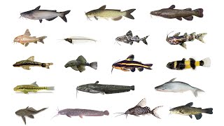 🐟 Types of Catfish  18 Catfish Species catfish [upl. by Nihcas]