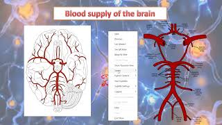 Cerebral circulation anatomy  cerebral blood flow [upl. by Hobard]