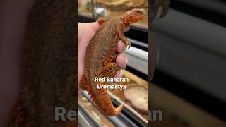 Red Saharan Uromastyx [upl. by Godden180]