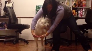 American Eskimo Dog Niko does tricks [upl. by Orpha308]