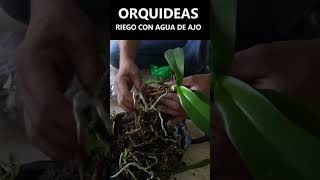 Orquídeas salva tus plantas con agua de ajos orquideas flores mantenimiento [upl. by Abner639]