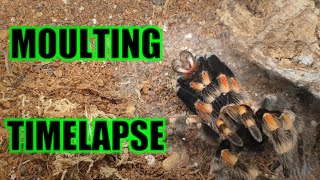 Giant TARANTULA Moulting TIMELAPSE Brachypelma hamorii Mexican Red Knee [upl. by Namar]