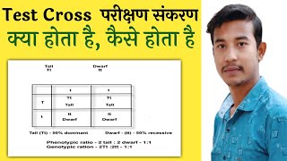 Test Cross  परीक्षण संकरण  test cross in hindi [upl. by Grunberg]