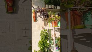 Garden decoration ideas garden balcony diy decoration houseplants flowers [upl. by Jennette]