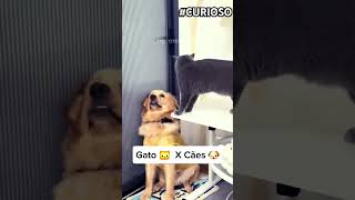 GATOS 🐱 X CÃES 🐶 [upl. by Atirahs144]