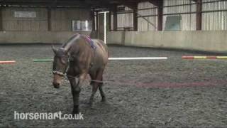 How to Lunge a Horse with a Chambon [upl. by Becki]