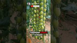 Unbelievable secret techniques for growing tomato plants ✅️🌳 Part 01 🌍 shorts unique [upl. by Naujtna99]