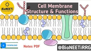 Structure amp Functions Of Cell Membrane NEET NCERT Biology [upl. by Aisenet]