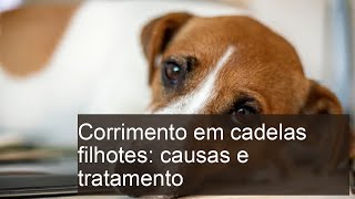 Corrimento em cadelas filhotes CAUSAS e TRATAMENTO [upl. by Damita700]