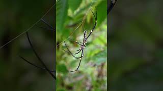 A female giant golden orb weaver spider is sitting on her spider web spider insect [upl. by Esserac761]