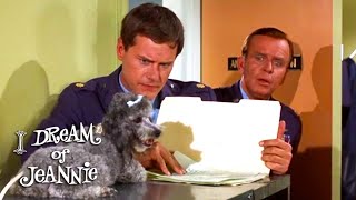 Tonys Dog Helps With His Report  I Dream Of Jeannie [upl. by Drexler]