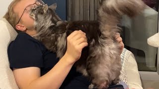 Wholesome Cat Video 🔊How Loving Maine Coons Can Be 😻 [upl. by Silvers330]