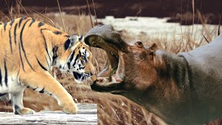 Tiger vs Hippo Fight Siberian Tiger vs Hippo animal battle [upl. by Ashatan453]