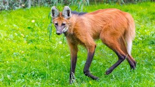 Maned Wolf Natures Enigmatic Fox on Stilts [upl. by Lexerd]