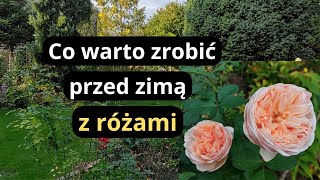 Zrób koniecznie teraz ten zabieg a róże lepiej przezimują rabaty różane jesienią [upl. by Ludmilla165]