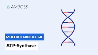 ATPSynthase Schlüsselprotein des Energiestoffwechsels  Biochemie  AMBOSS Video [upl. by Nehgem952]