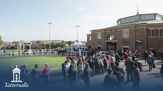 Tattersalls October Yearling Sale 2023 Review [upl. by Ueihtam732]