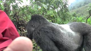 Gorilla Silverback Rwanda Pounds chest [upl. by Eppesiug]