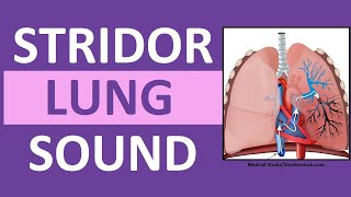 Stridor Sound Breathing Sounds Abnormal Lung Sounds [upl. by Namso28]