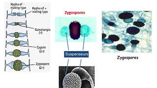 La classification des champignons [upl. by Yaj]