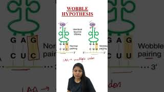 Wobble Hypothesis  Genetic Code  Molecular Basis of Inheritance  Class 12 Biology  NCERT  NEET [upl. by Lladnor]